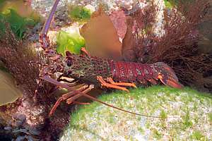 crayfish or spiny lobsters (Jasus edwardsii)