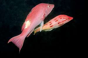red pigfish (Bodianus unimaculatus) mating
