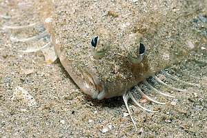 sand flounder (Rhombosolea plebeia)