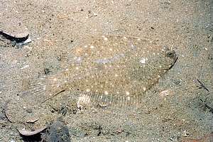 Sand Flounder