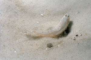 sand goby