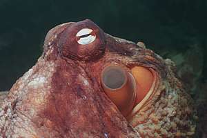 a large octopus breathing out through its jet pipe