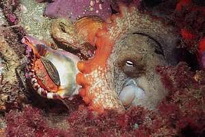 an octopus tends a large whelk for its next meal