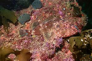northern scorpionfish (Scorpaena