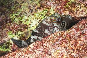Ambon pufferfish