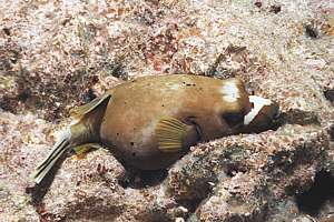 black-spotted pufferfish sleeping