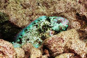 sleeping star-eye parrotfish (Calotomis carolinus)