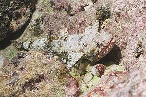 lizardfish (Saurida nebulosa)