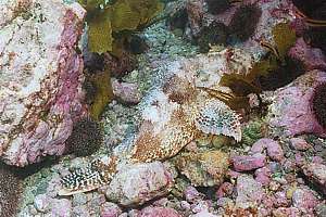northern scorpionfish (Scorpaena cardinalis)