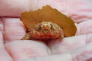 young sponge crab (Petalomera wilsoni)