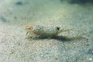 tiny sand shrimp