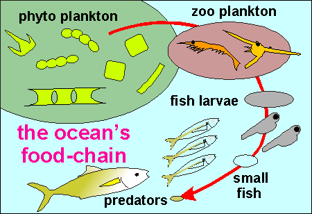 The accompanying diagram shows one of the ocean's food-chains, 