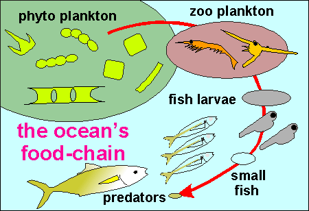 This ocean food web displayed above shows that krill and other herbivorous This ocean food web displayed above shows that krill and other herbivorous