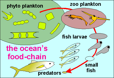 simple food chain diagram. food chain diagram