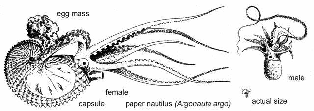Paper nautilus (Argonauta argo)