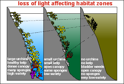 The effect of loss of light on coastal marine habitats