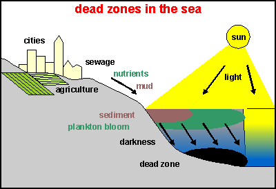 Formation of a dead zone