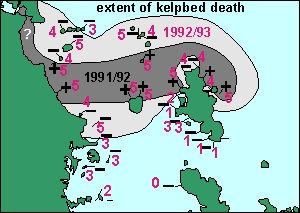 Extent of kelpbed death 1991-93