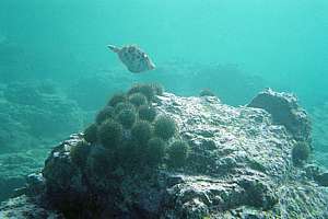 extensive urchin barrens and a cluster of sea urchins