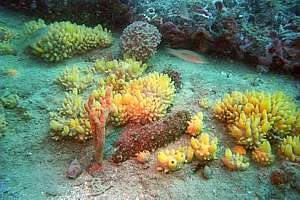 Sea cucumber cleaning sponges