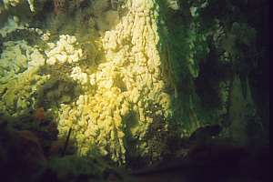 drooping sponges in a badly degraded environment