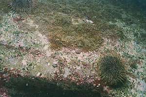 sea urchins prevent slimy algae Ostreopsis from establishing