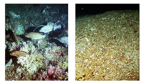 Deep coral reefs before and after trawling