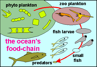 the food chain