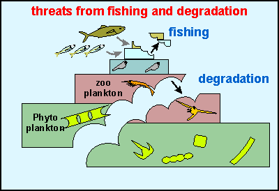 difference between fishing and degradation