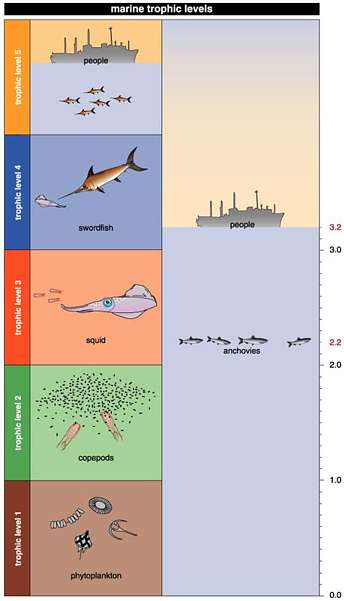 Fishing down aquatic food webs