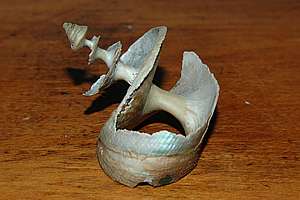 smooth tiger shell Maurea tigris dissolved in seawater
