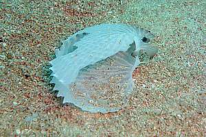 brittle paper nautilus shell on sea bottom dissolved in seawater