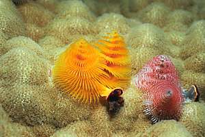 christmas tree worms on porites coral