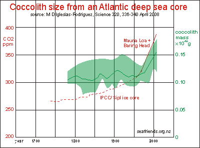 growth in coccolith size over time