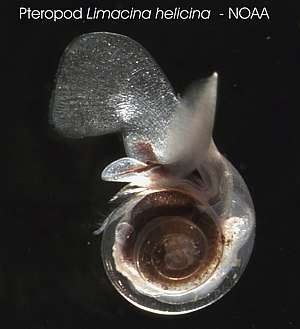 Pteropod Limacina helicina
