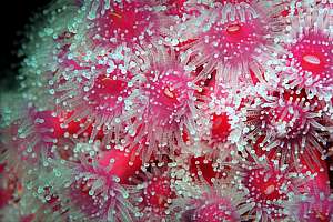 closeup magenta jewel anemones