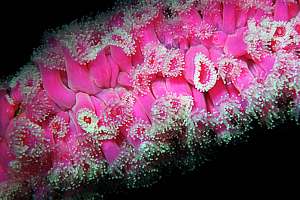 magenta jewel anemones extended at night