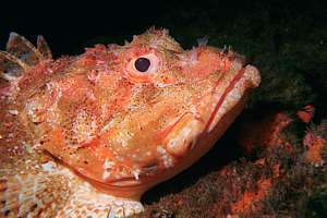 northern scorpionfish scorpaena cardinalis