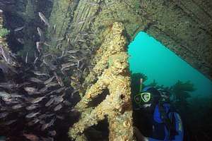 slender roughies Optivus in a wreck