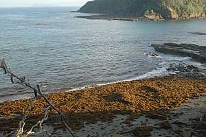 large kelp wash-up on Goat Island beach