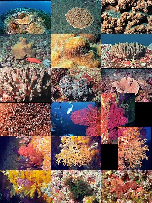 Visit the gallery of corals