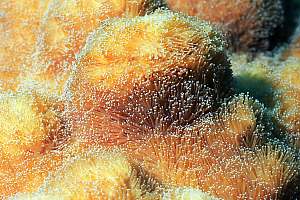 f030905: the long tentacles of the shagpile coral