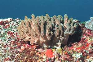 f030907: soft coral