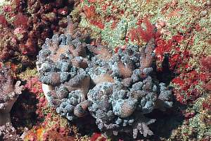 f030914: soft cabbage coral