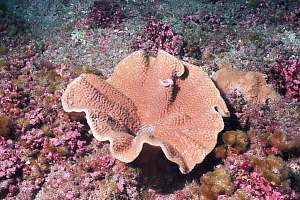 f031103: fruit bowl coral