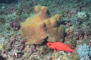 f031106: shagpile coral and toadstool grouper
