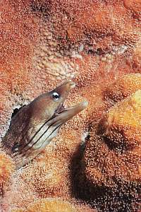 f031227: Grey moray eel (Gymnothorax nubilus)