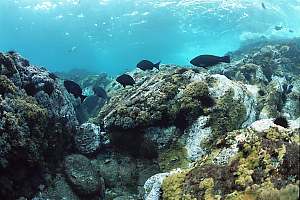f031411: Barren rock, corals, weeds and fish