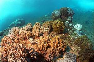 f031425: A garden of lush soft corals in a sheltered, shallow place