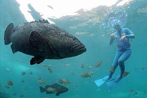 f031704: large grouper and snorkeldiver